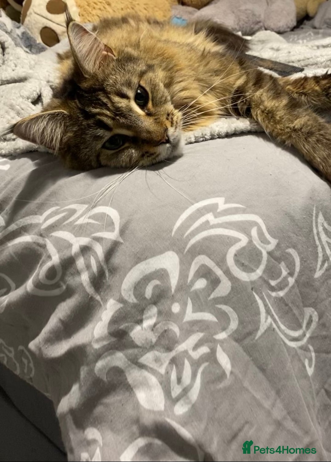 Maine Coon cats for sale: Female mainecoon for sale  - Image 2