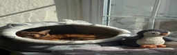 Mixed Breed cats for sale: Playful ginger boy Sheldon needs new loving home in Walsall - Advert 13