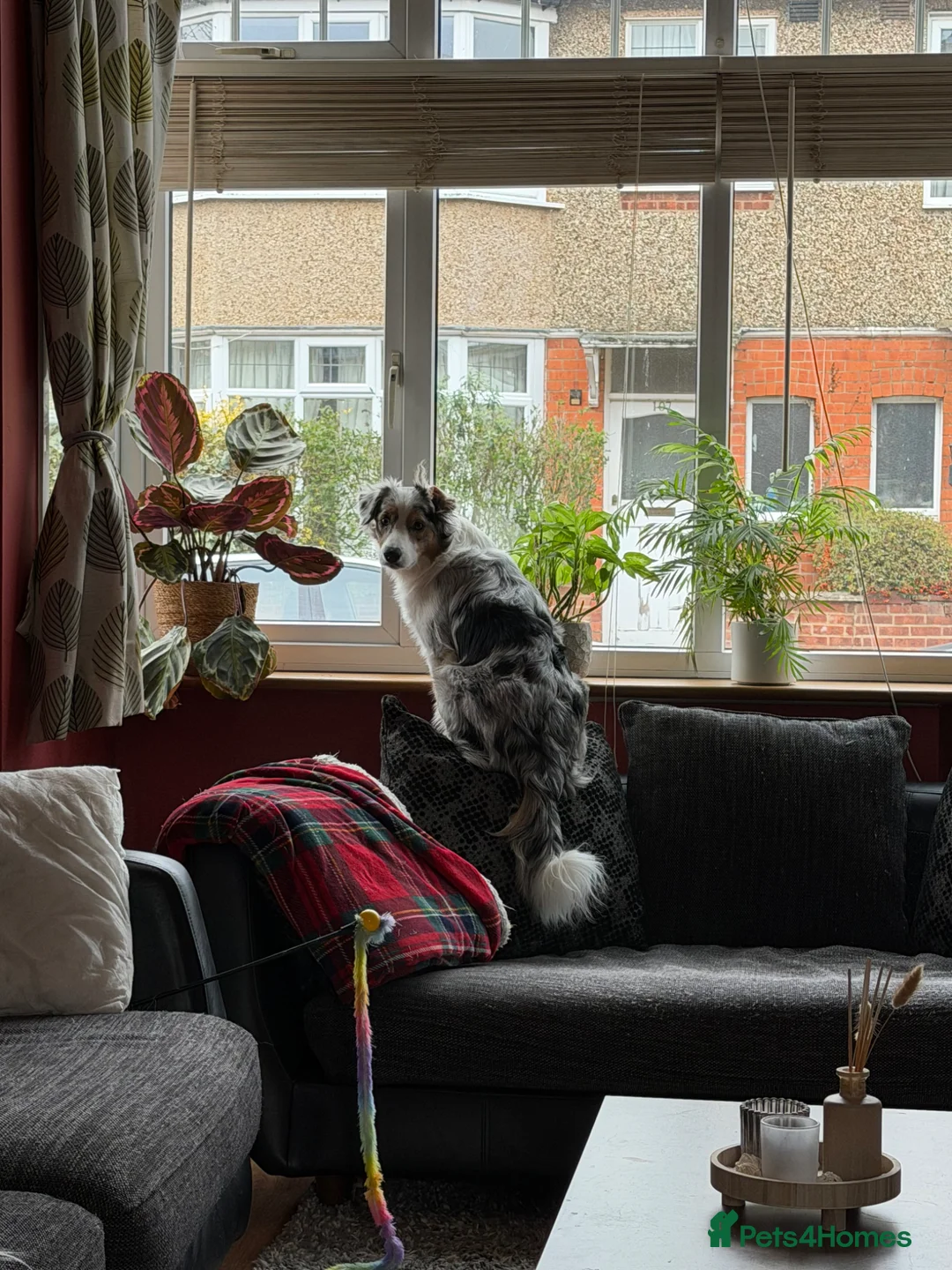 Border Collie dogs for sale: Maya blue/brown merle collie with bi-eyes - Advert 14