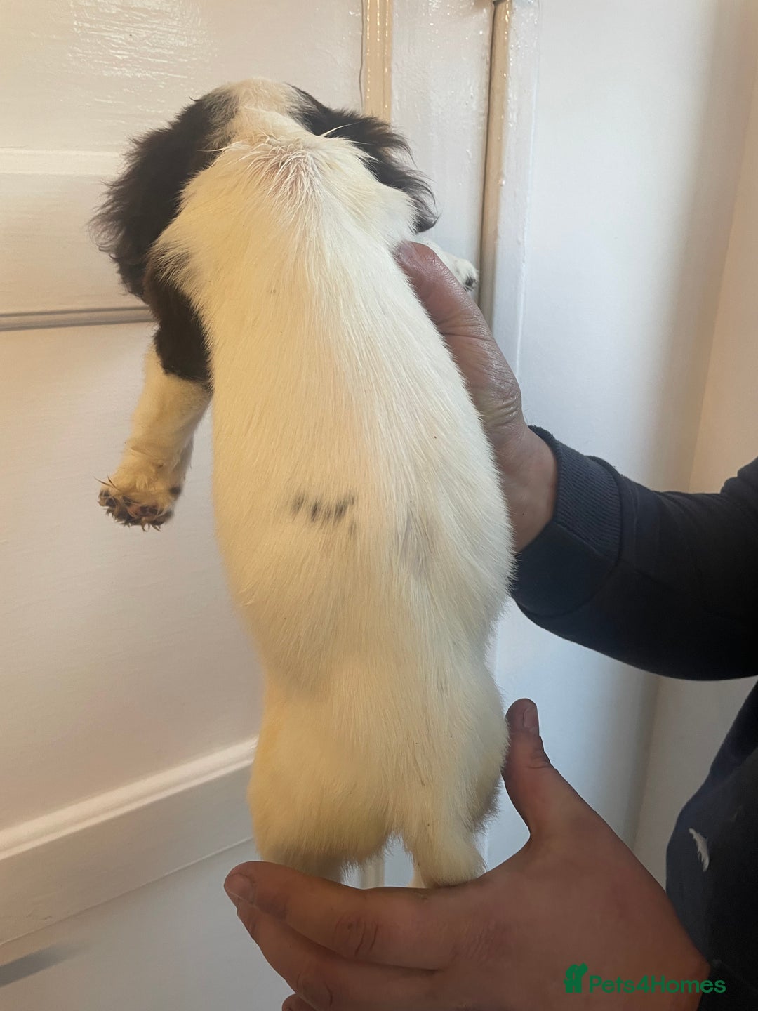 Cocker Spaniel dogs for sale: Female cocker spaniel  - Advert 3