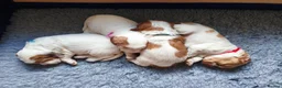 Sprocker dogs for sale: Beautiful Working Spaniel Puppies in Truro - Advert 7