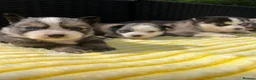 Pomsky dogs for sale: Pomsky puppys in Cardiff - Advert 5