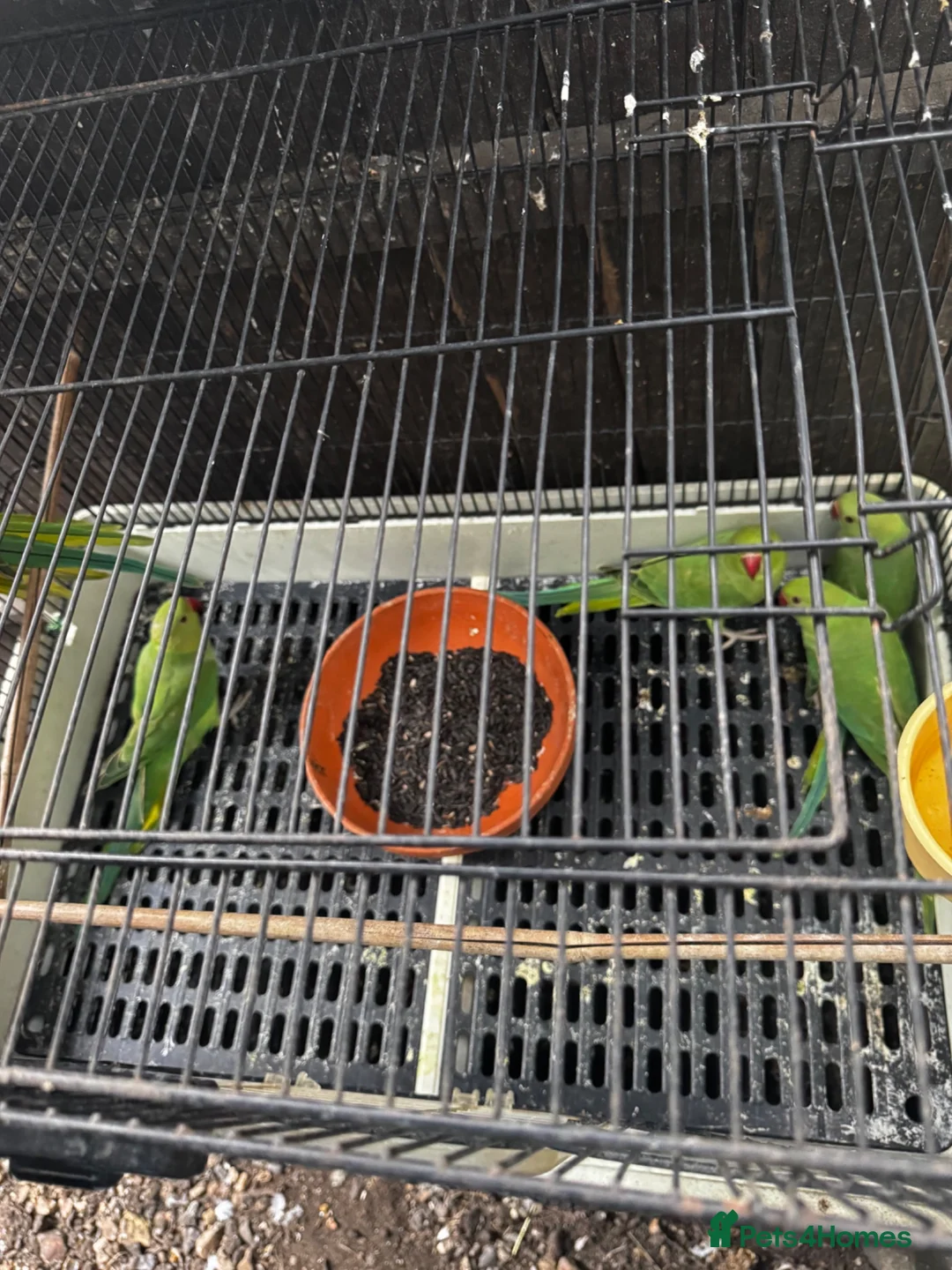 Parrots birds for sale: Parrots  in Mitcham - Advert 3