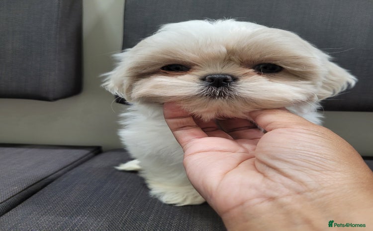 Shih Tzu dogs - Advert 8