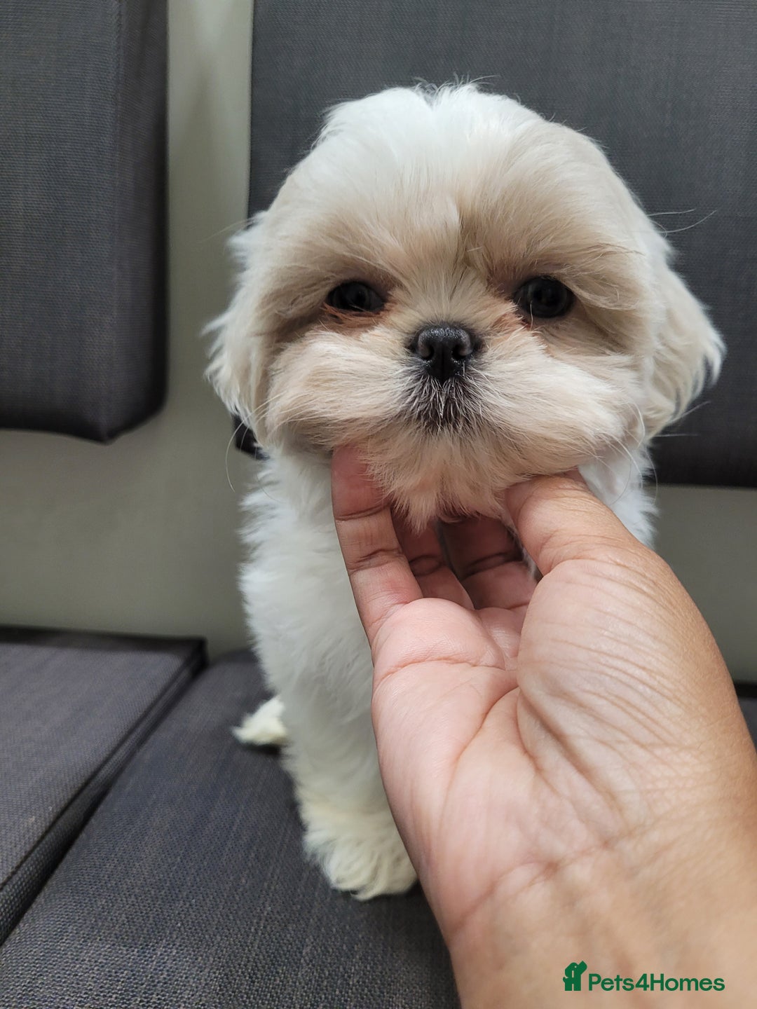 Shih Tzu dogs for sale: Ready now 🥰 Last Imperial ShihTzu Lavender Girl.  - Image 1