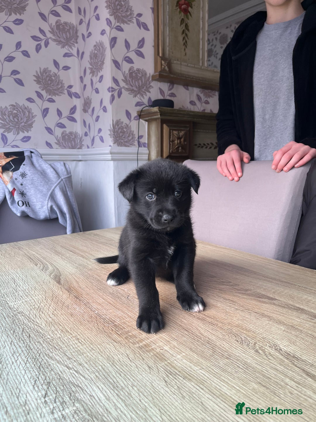 Mixed Breed dogs for sale: 8 beautiful puppies for sale - Advert 10