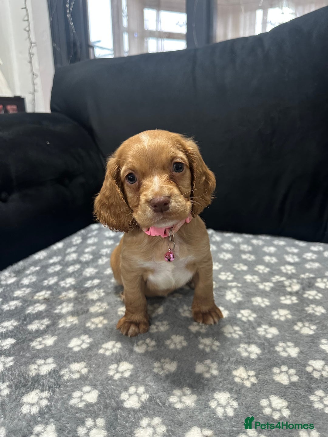 Cocker Spaniel dogs for sale: 3 beautiful cocker spaniel puppies left  - Advert 2