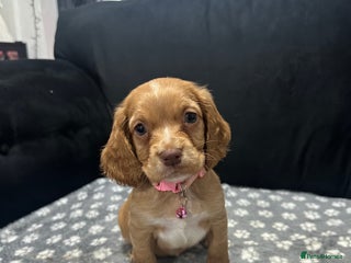 Cocker Spaniel dogs 3 beautiful cocker spaniel puppies left - Advert 17