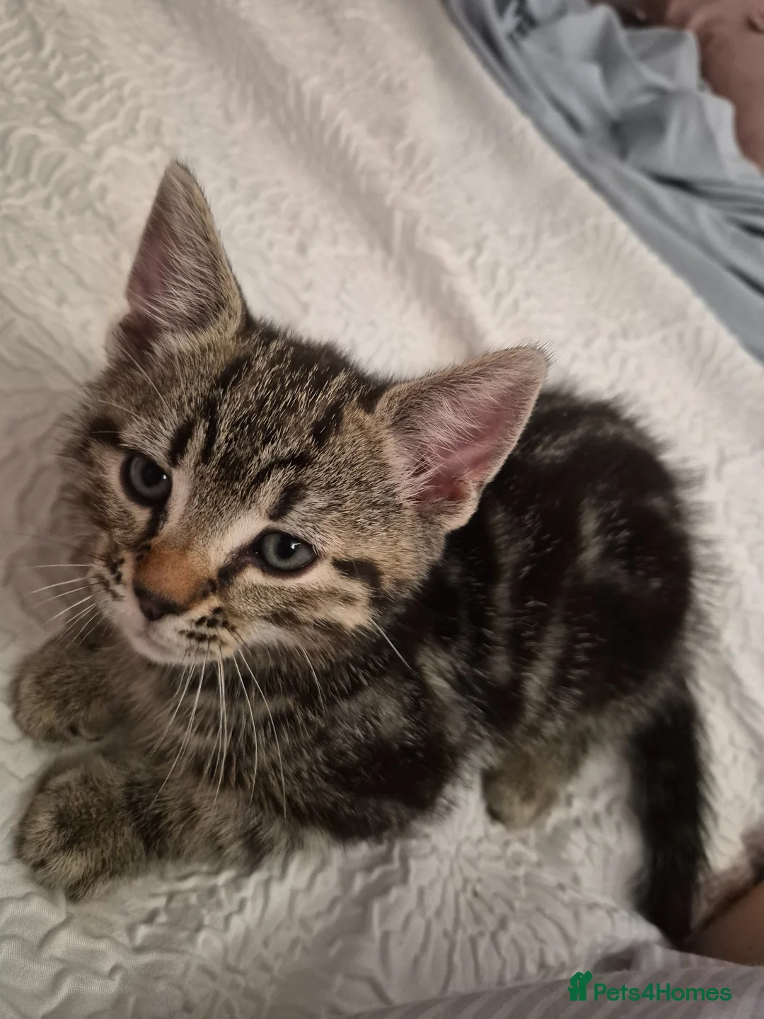 Mixed Breed cats for sale: 2 kittens 11 weeks old in Runcorn - Advert 1