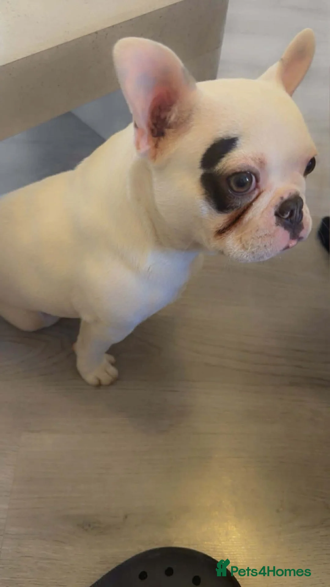 French Bulldog dogs for sale: Male French bulldog  - Advert 2