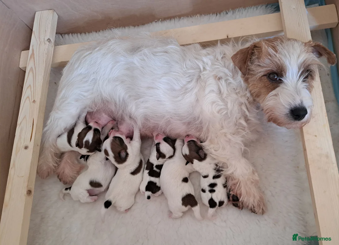 Jack Russell dogs for sale: Jack Russell Terrier Puppies - Advert 2