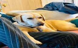 Labrador Retriever dogs for sale: X2 Female Farm dogs  - Image 7
