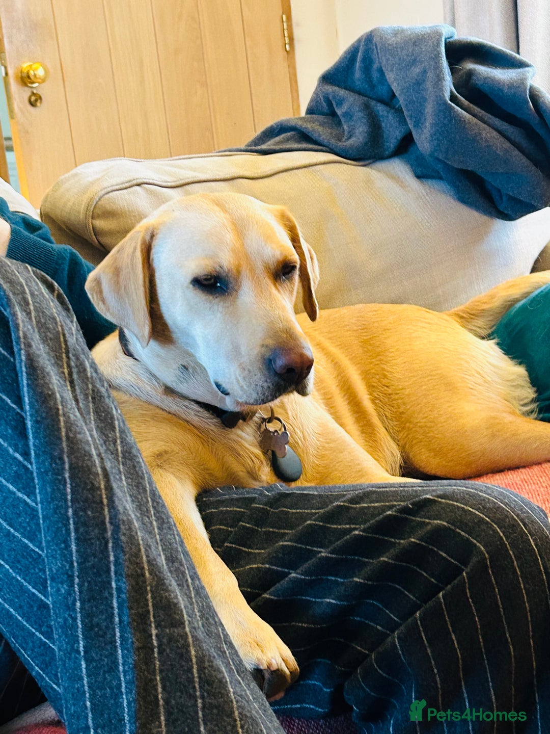 Labrador Retriever dogs for sale: X2 Female Farm dogs  - Image 7