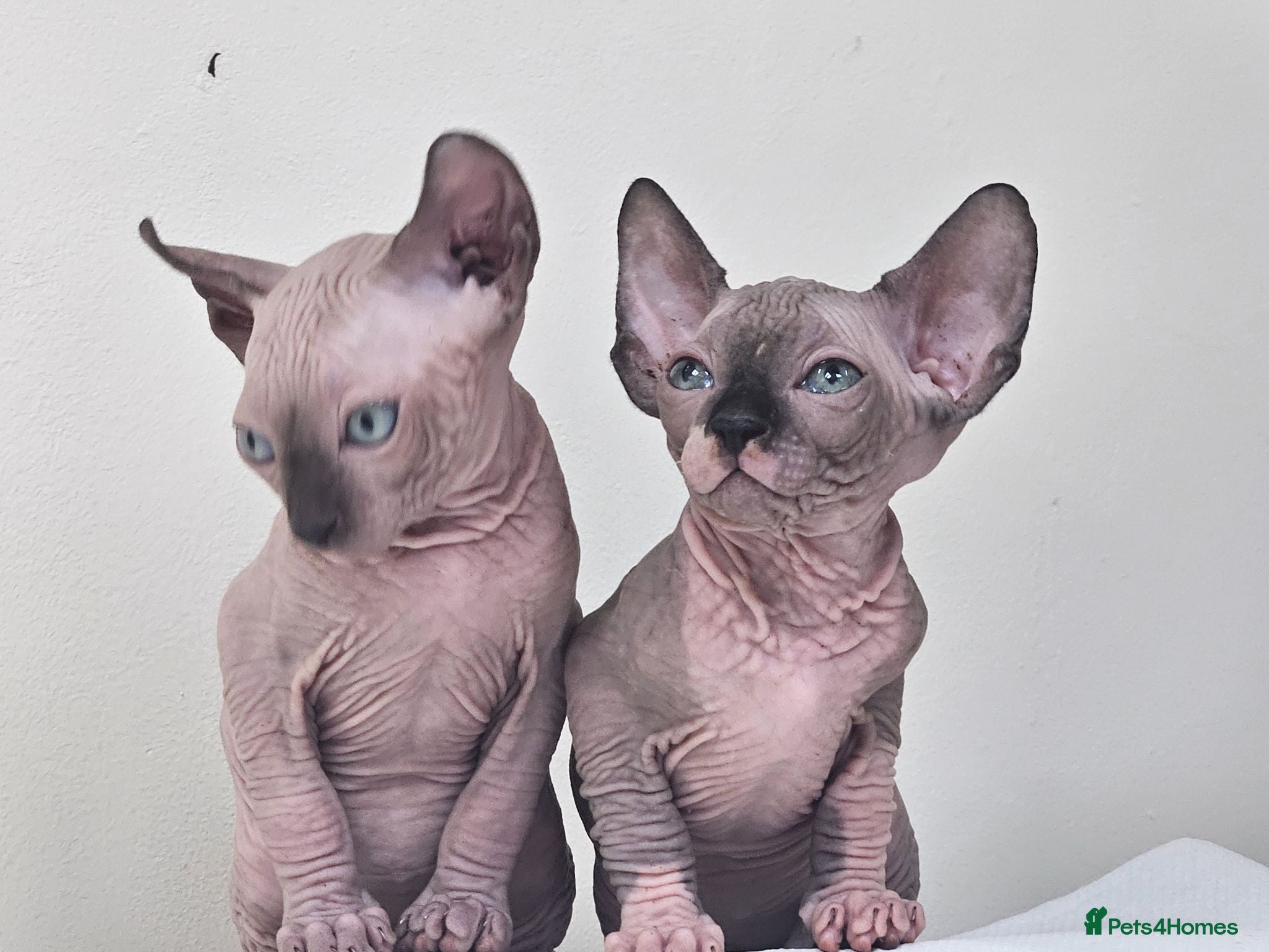 Sphynx cats SPHYNX ANGELS ready now!!!! - Advert 2