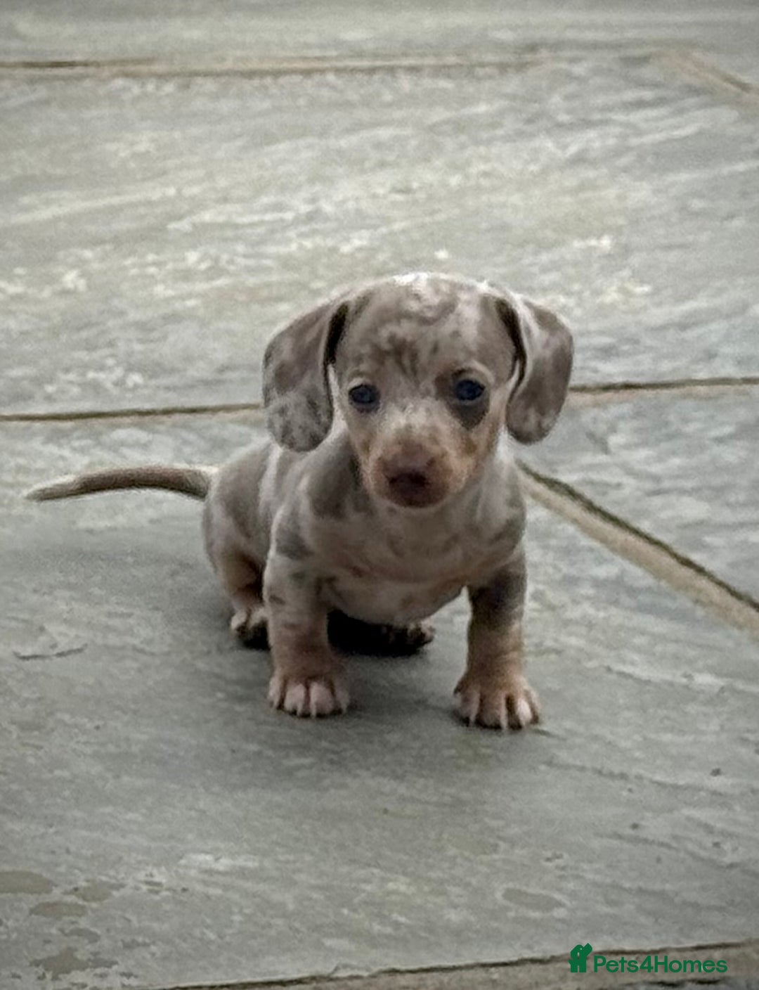 Miniature Dachshund dogs for sale: Beautiful litter of miniature dachshund puppies  - Image 25