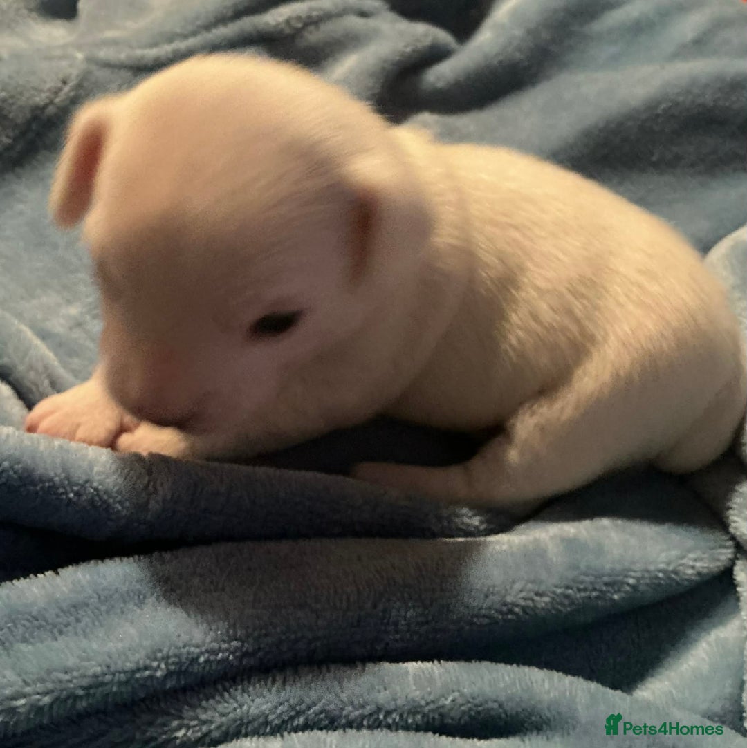 Mixed Breed dogs for sale: Two male Jack RussellX Chioua  - Advert 2