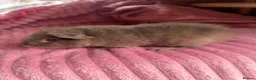 Guinea Pig rodents for sale: 3 teddy males - Advert 5
