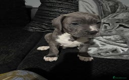 Mixed Breed dogs for sale: Male puppy  - Image 4