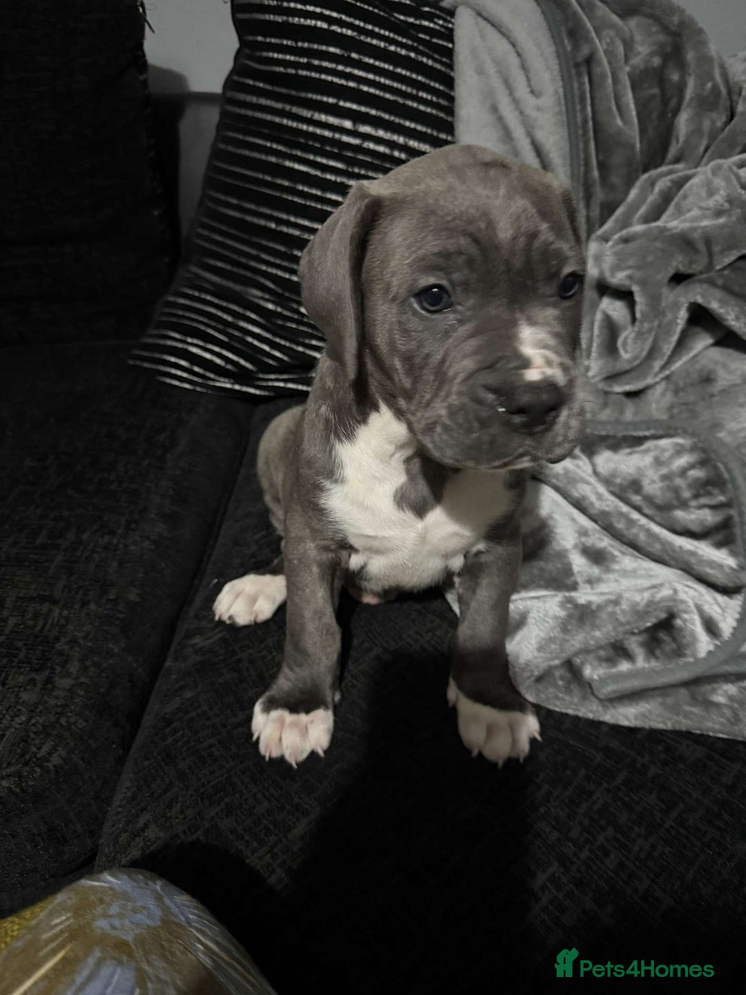 Mixed Breed dogs for sale: Male puppy  - Image 4