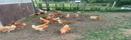 Chickens poultry for sale: Hatching eggs , day old chicks , growers and layer - Advert 6