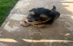 Yorkshire Terrier dogs for sale: Yorkshire terrier puppies  - Image 6
