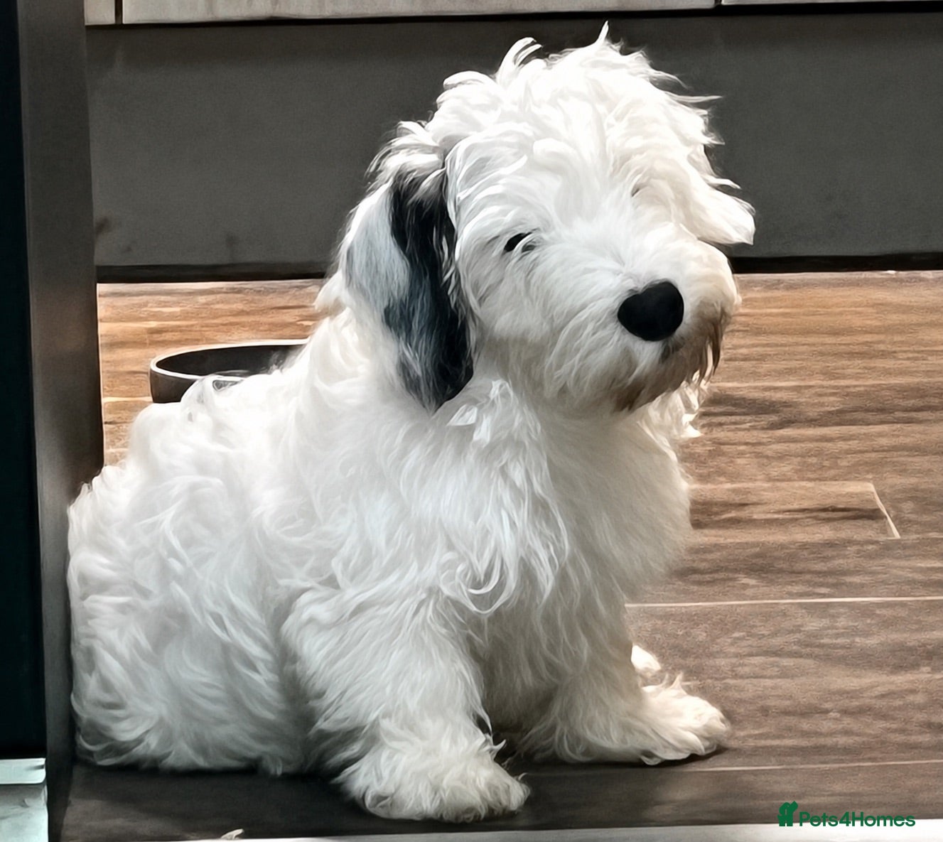 Sealyham Terrier dogs Sealyham Terrier puppies  - Advert 1