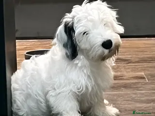 Sealyham Terrier dogs Sealyham Terrier puppies - Advert 1