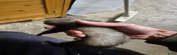 Ferret rodents for sale: 3 x Jill Ferret/polecat hybrids & 1 Jack in Braintree - Advert 2
