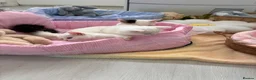 Munchkin cats for sale: Turkish Angora x Munchkin male and female  - Advert 17