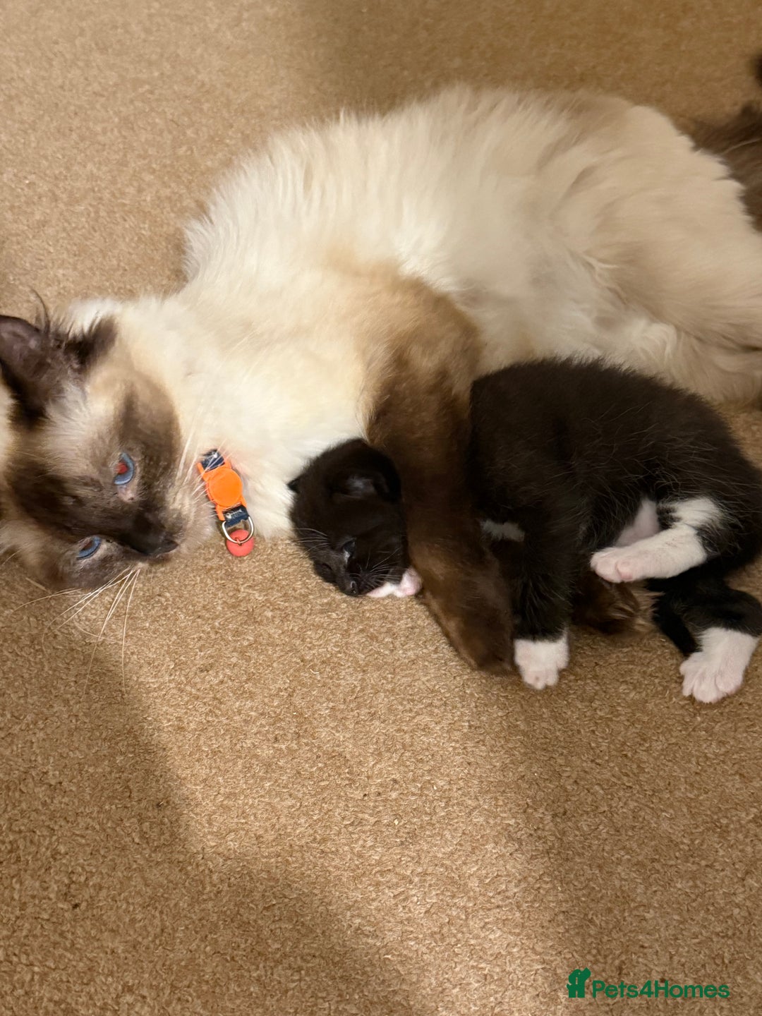 Ragdoll cats for sale: Ragdoll x kittens  - Image 6