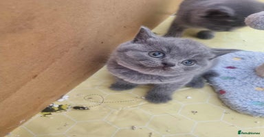 Brazilian Shorthair cats - Advert 3