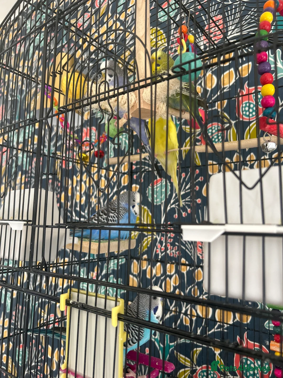 Budgerigars birds for sale: 5 budgies and cage  in Saltburn-by-the-Sea - Advert 2