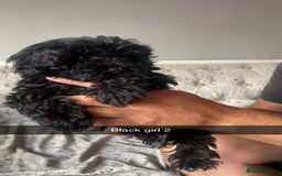 Maltipoo dogs for sale: Adorable Maltipoo puppies  - Image 6