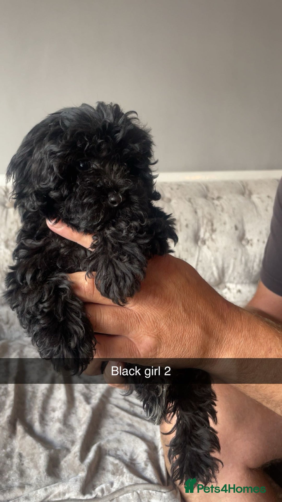 Maltipoo dogs for sale: Adorable Maltipoo puppies  - Image 6