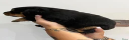 Rottweiler dogs for sale: Outstanding KC registered Rottweiler puppies  - Advert 4