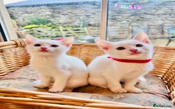 Mixed Breed cats for sale: *READY NOW* 3 Beautiful White Kittens - Image 16