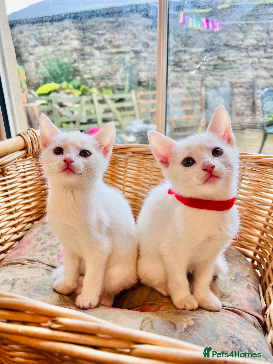 Mixed Breed cats for sale: *READY NOW* 3 Beautiful White Kittens - Image 16