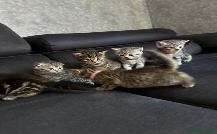 Scottish Fold cats - Advert 2