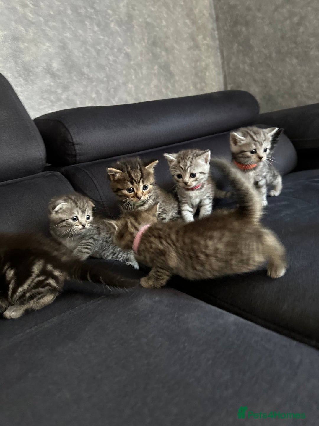 Scottish Fold cats for sale: Scottish fold/straight - Image 1