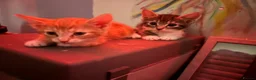 American Shorthair cats for sale: 2 shorts hair boys in Birmingham - Advert 3