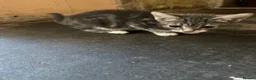 Mixed Breed cats for sale: Grey and white female kitten for sale  - Advert 3