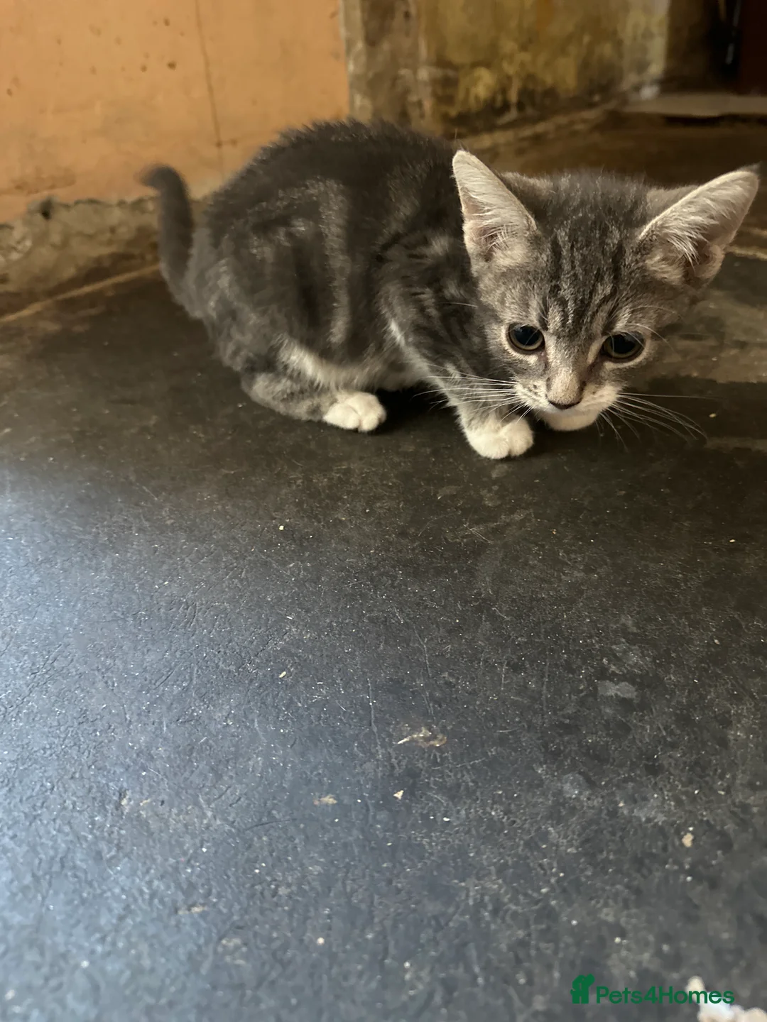 Mixed Breed cats for sale: Grey and white female kitten for sale  - Advert 3
