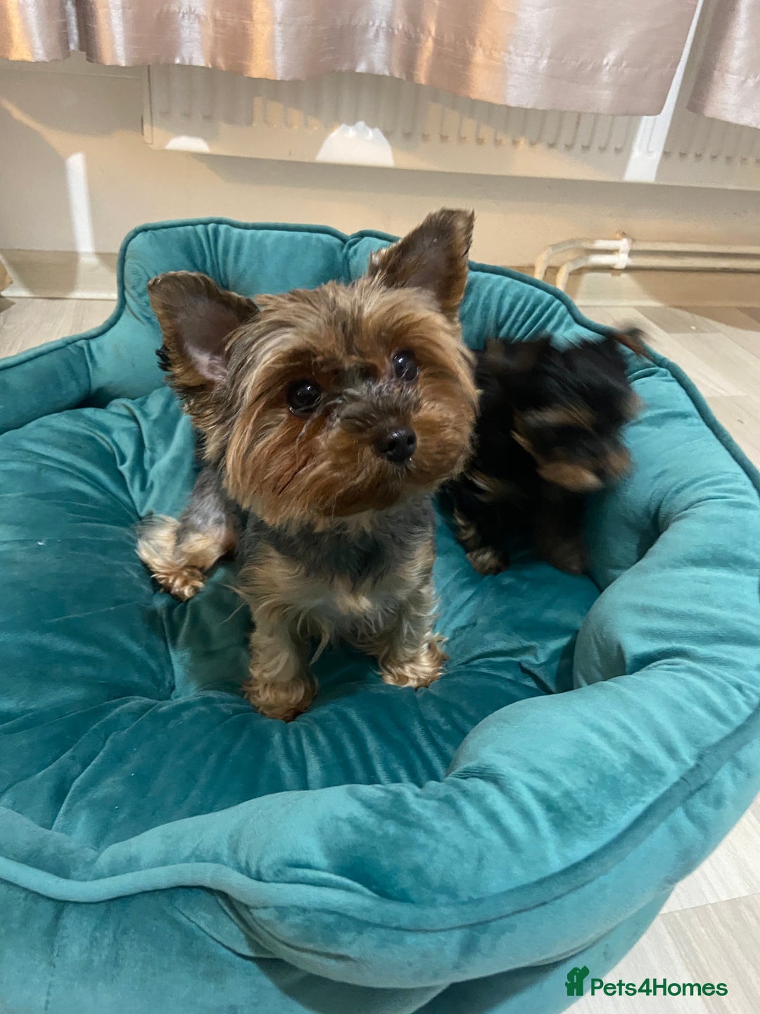 Yorkshire Terrier dogs for sale: Adorable Mini Yorkshire Terrier Puppy 🐾 - Image 10