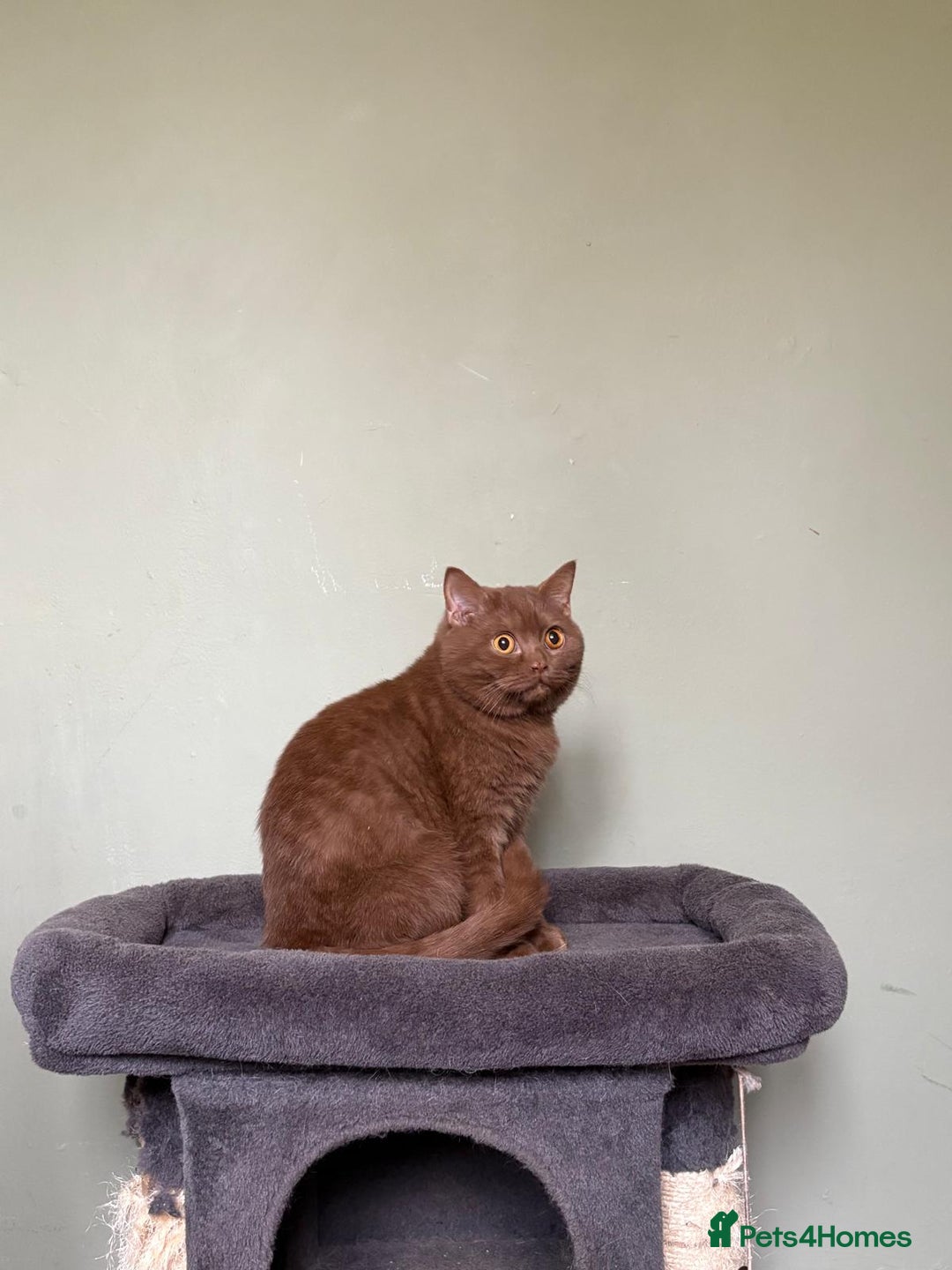 British Shorthair cats for sale: Beautiful British Shorthair kittens - Image 6