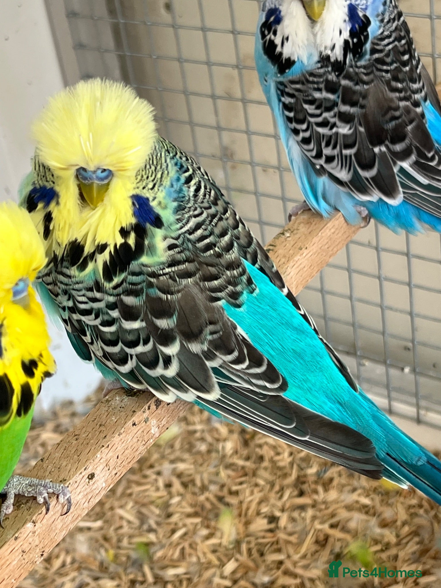 Budgerigars birds Budgies now available  - Advert 3