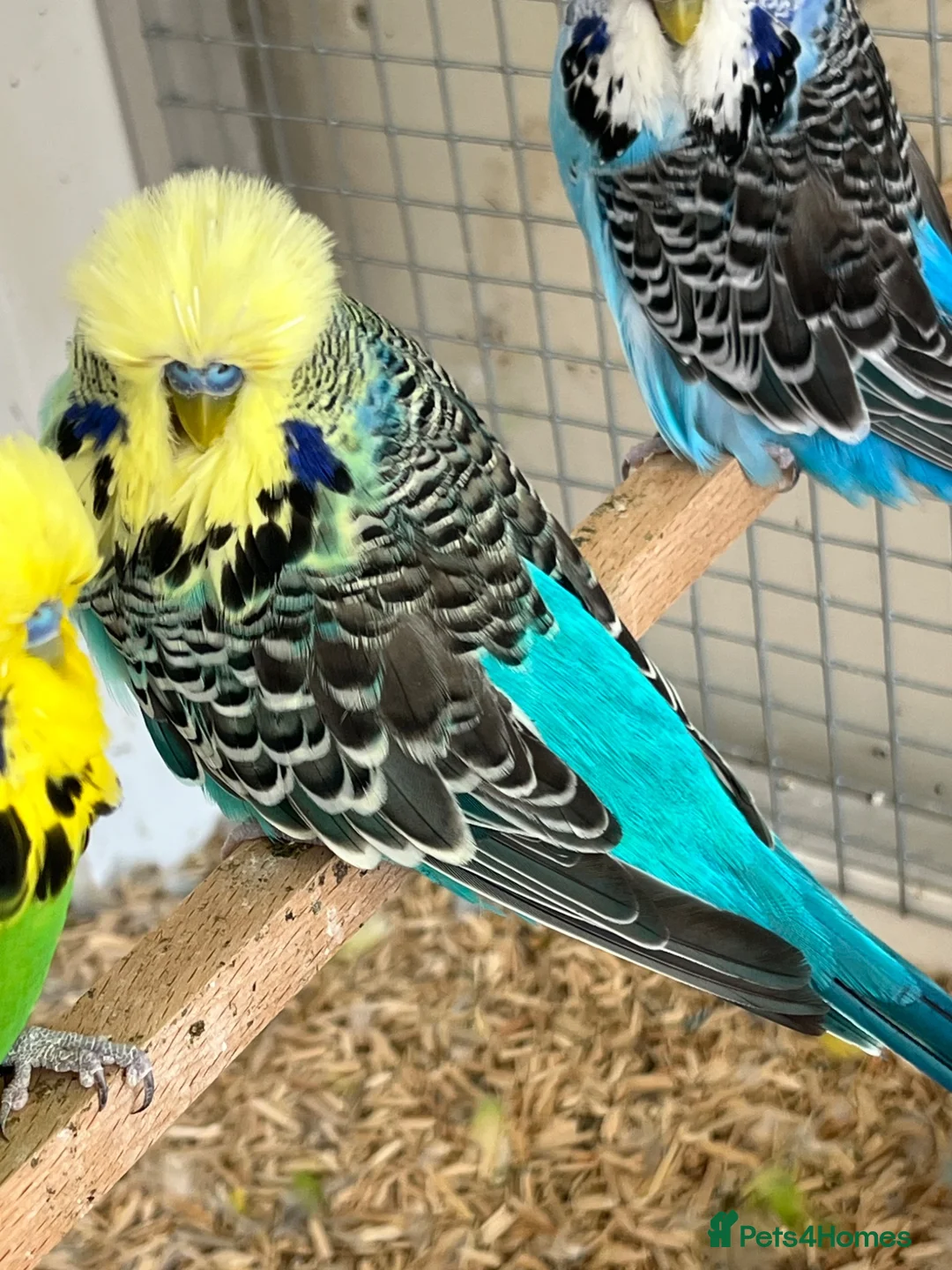 Budgerigars birds for sale: Budgies now available  - Advert 1
