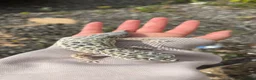 Leopard Gecko reptiles for sale: Female leopard ghecko - Advert 2