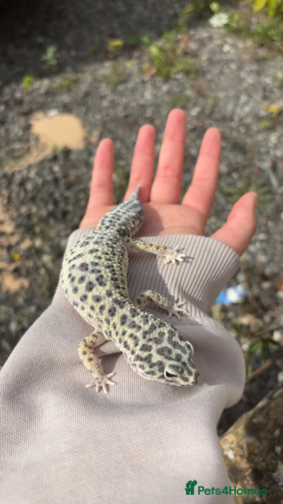 Leopard Gecko reptiles for sale: Female leopard ghecko - Advert 2