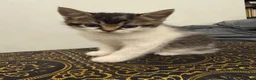 Mixed Breed cats for sale: 5 Scottish cross Kittens looking for a Home - Advert 2