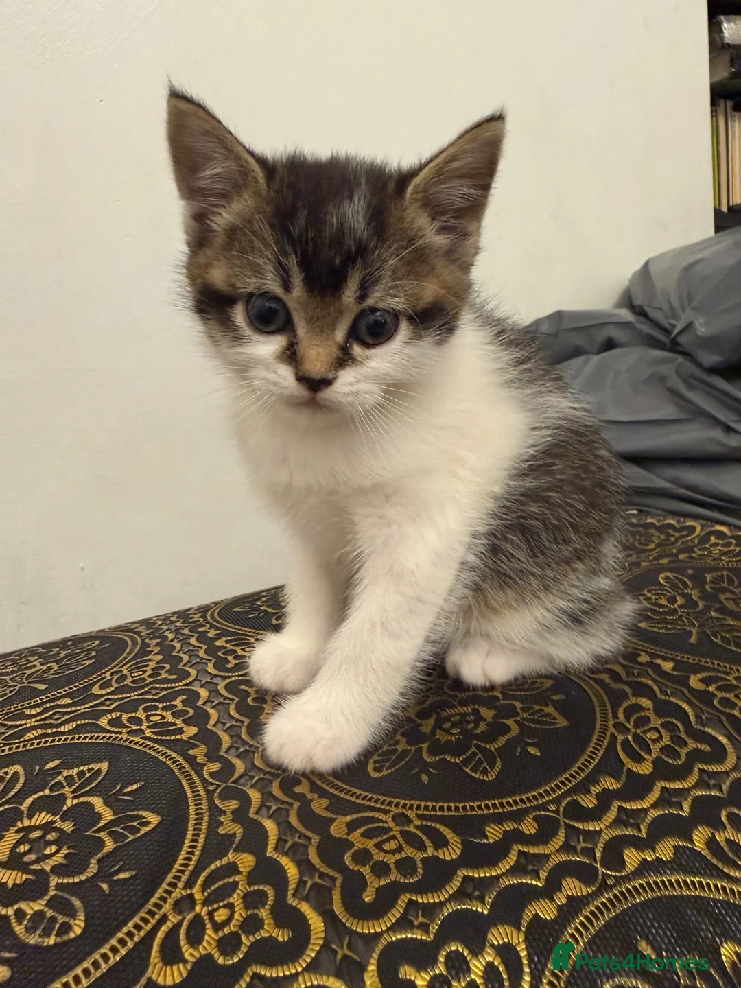 Mixed Breed cats for sale: 5 Scottish cross Kittens looking for a Home - Advert 2
